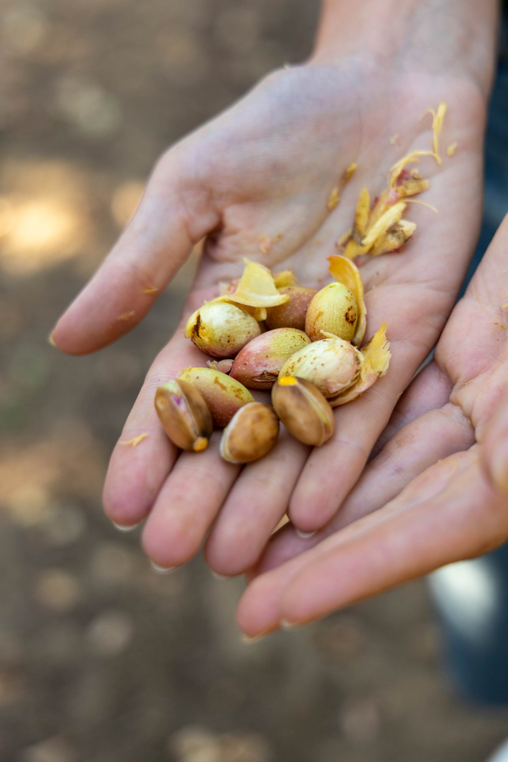 Fresh picked pistachios held in hand