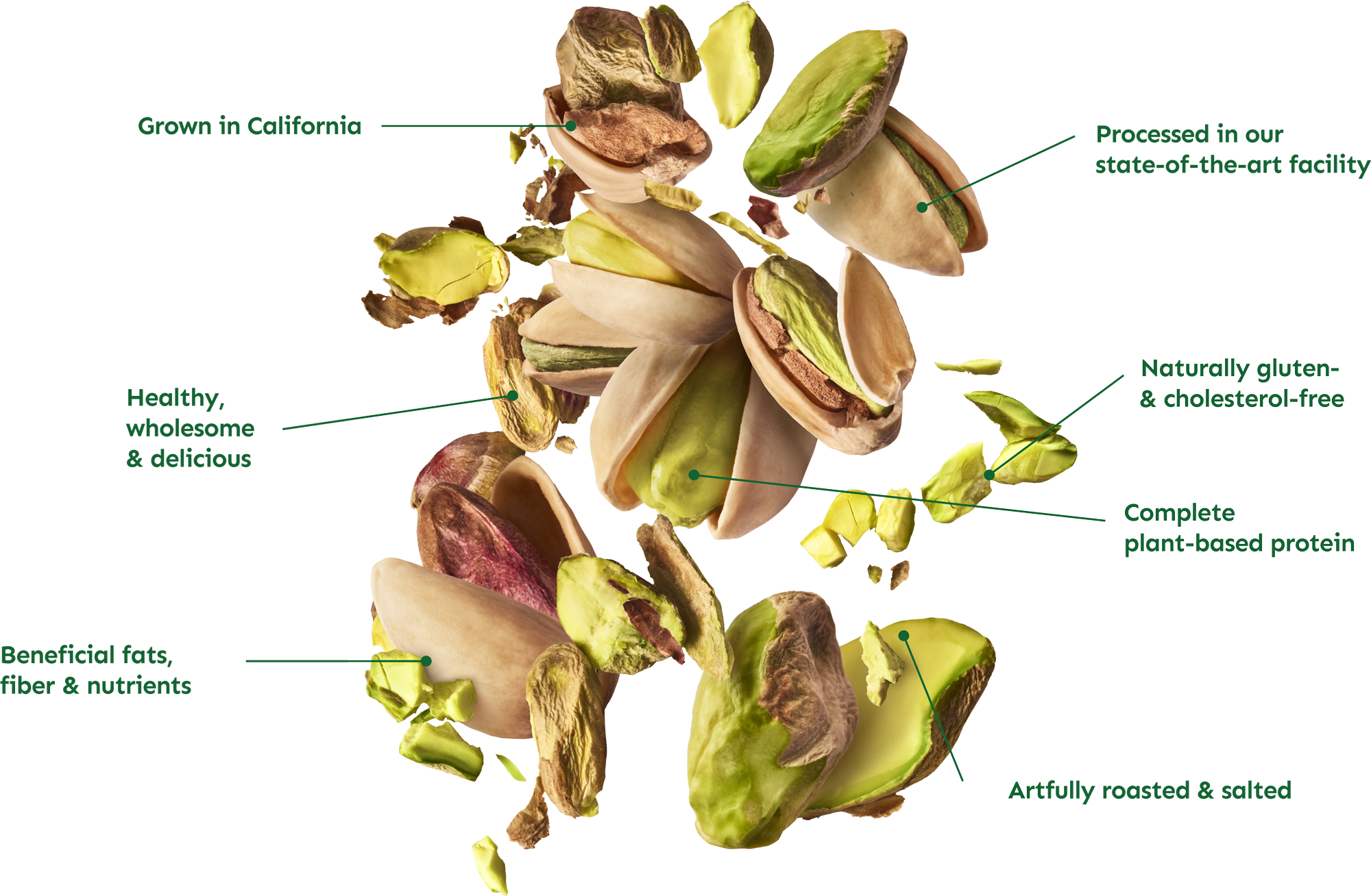 Pistachio anatomy diagram