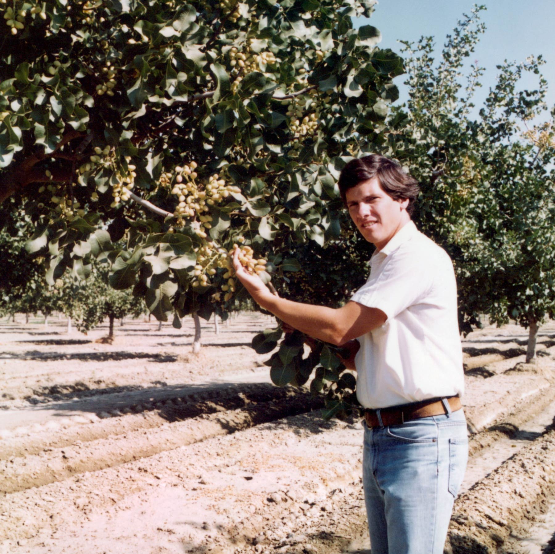 Charles Keenan examining pistachios from a tree